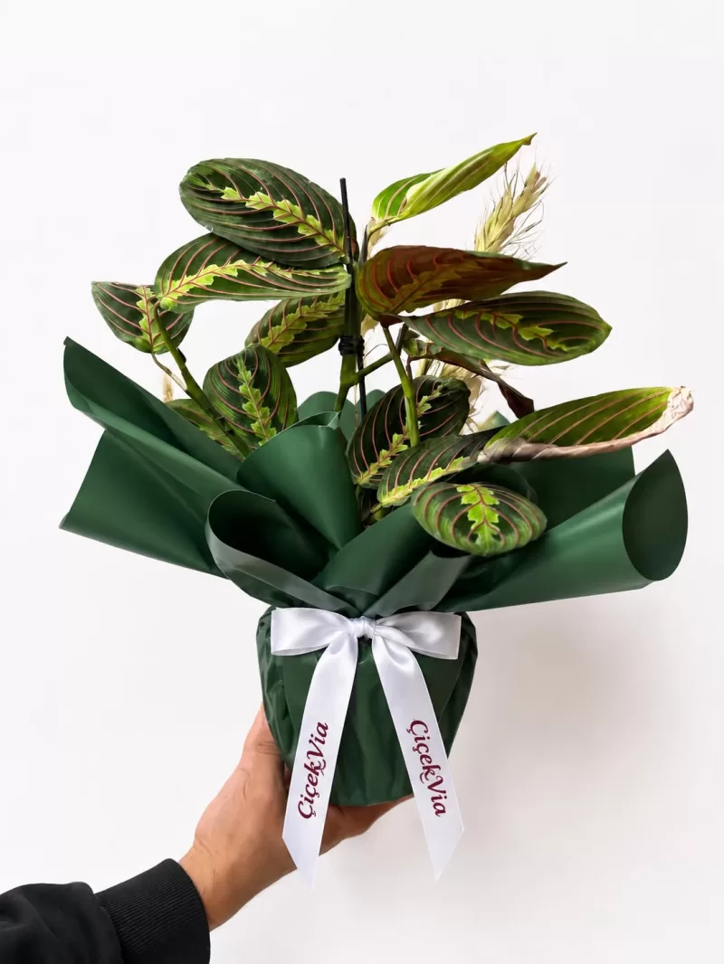 Hediye Paketli Maranta Dua Çiçeği