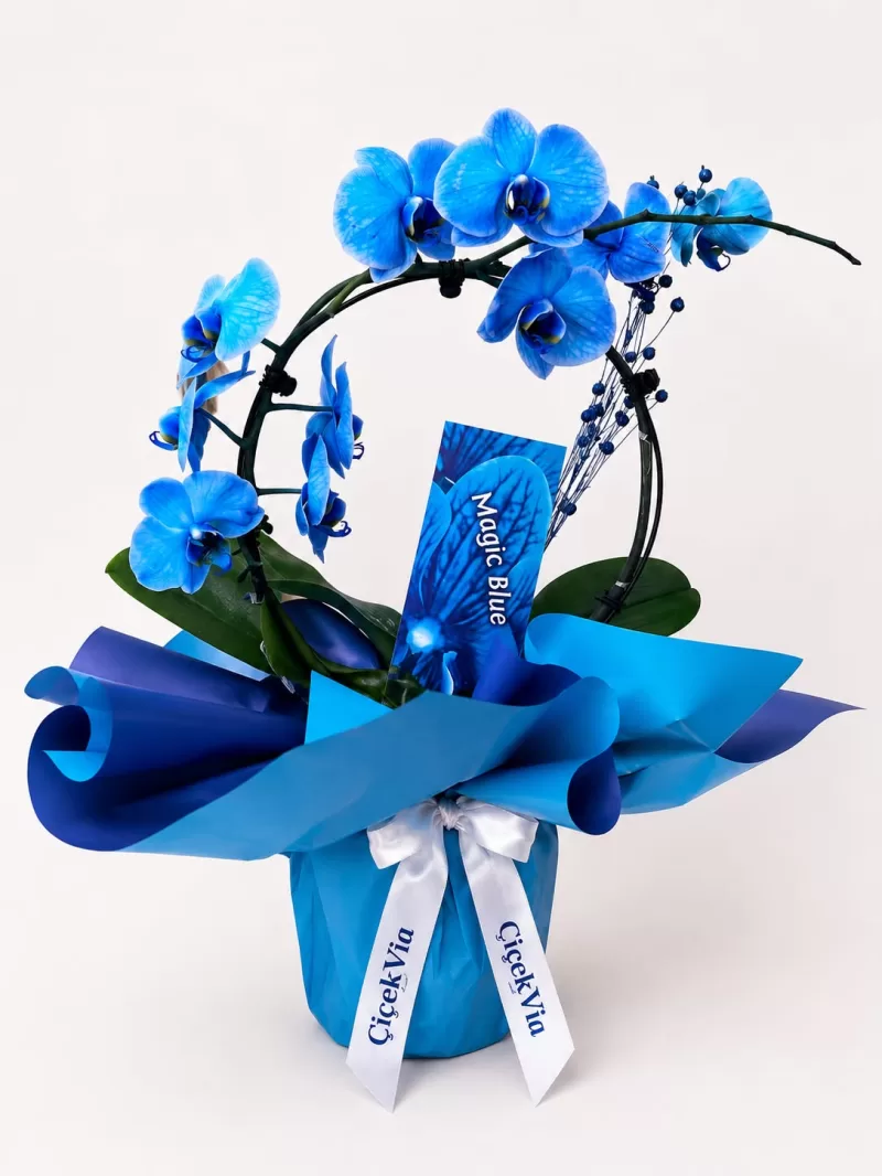 Çember Mavi Orkide Tasarımı (Magic Blue)