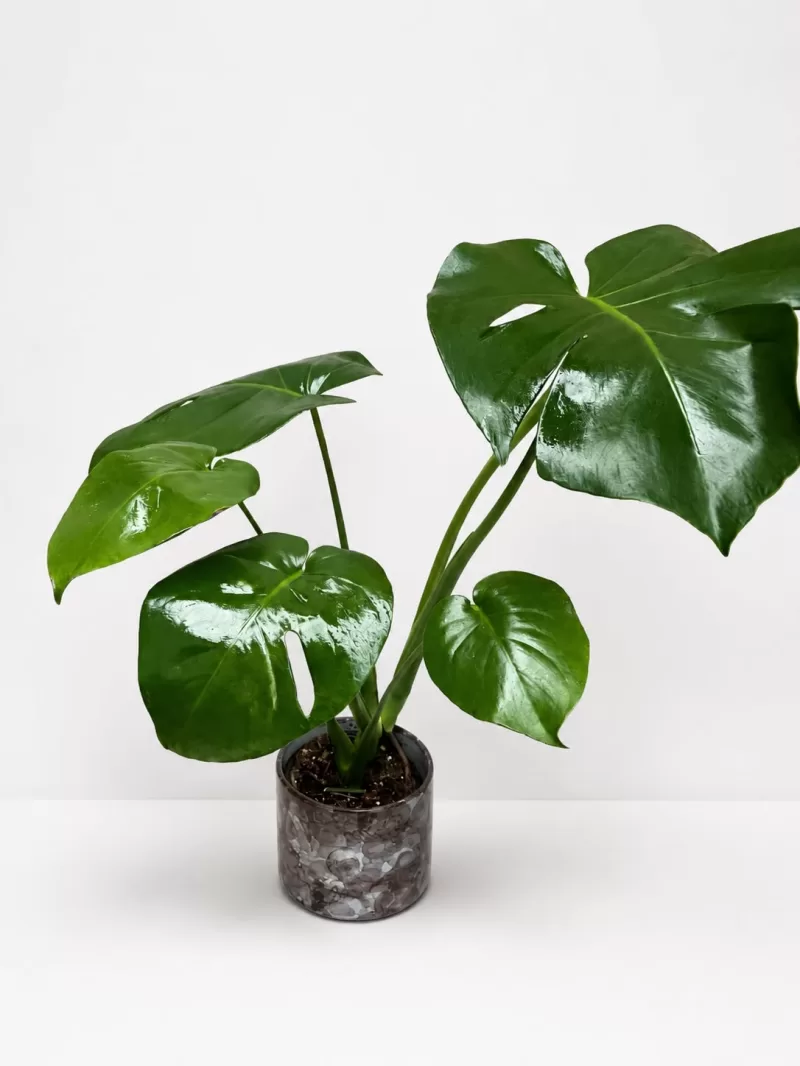 Seramik Saksıda Deve Tabanı (Monstera) Çiçeği