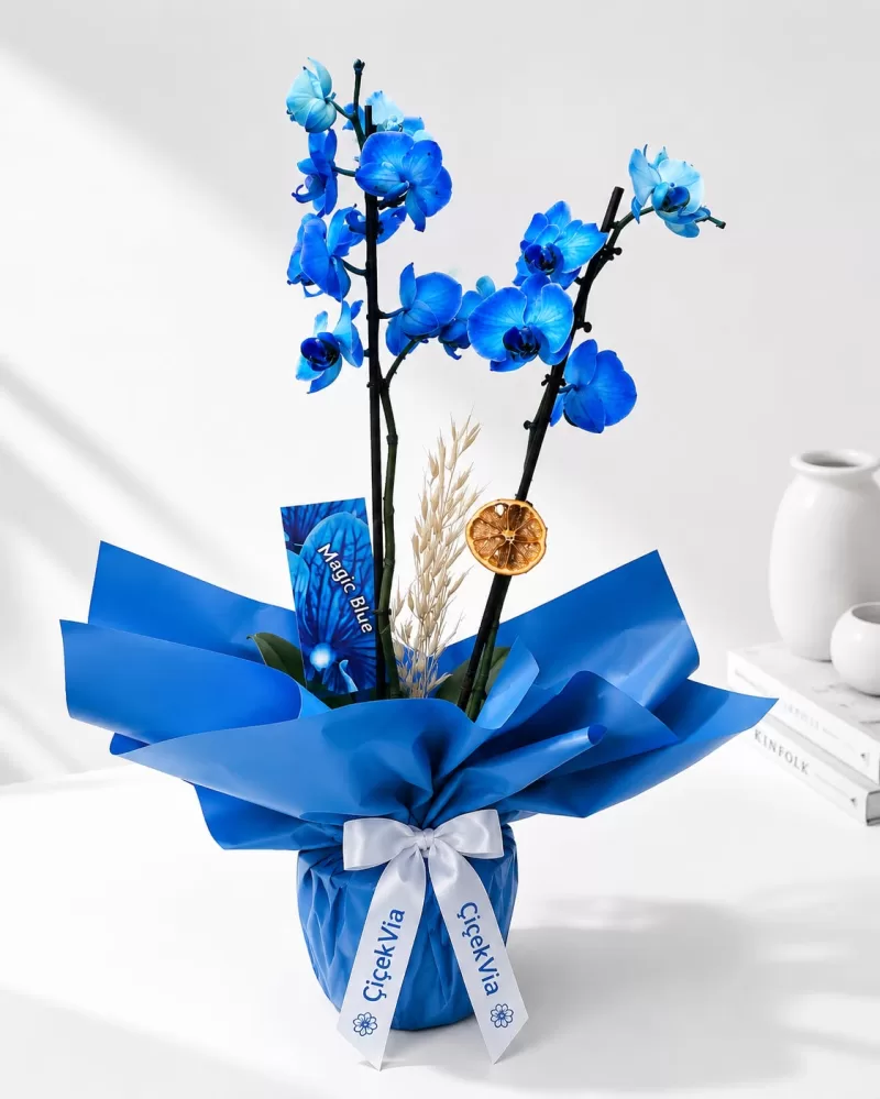 Hediye Paketli Çift Dal Mavi Orkide (Magic Blue)