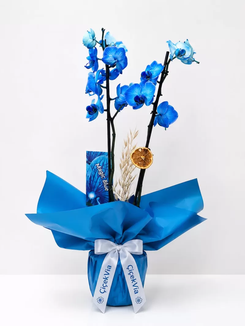 Hediye Paketli Çift Dal Mavi Orkide (Magic Blue)