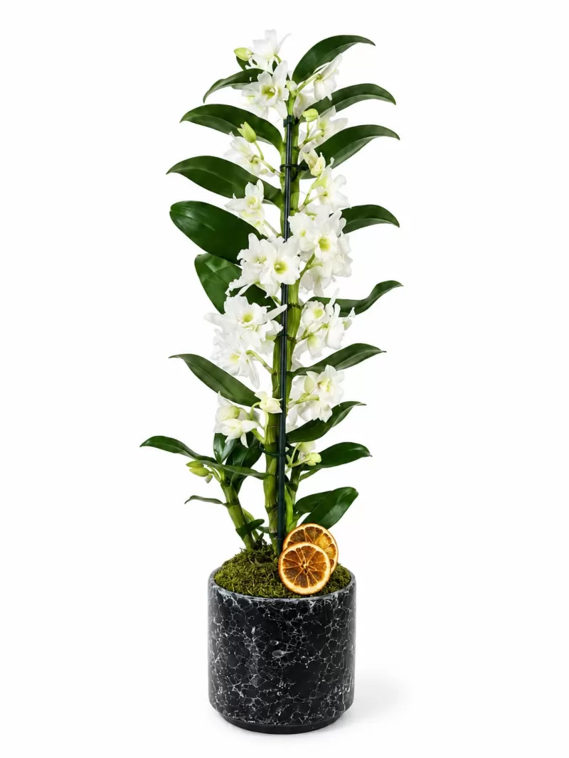Seramik Saksıda Dendrobium Beyaz Orkide