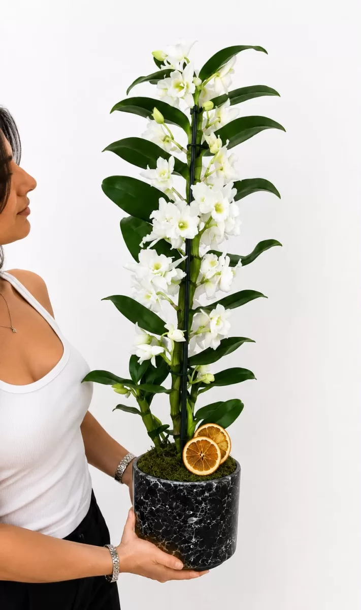 Seramik Saksıda Dendrobium Beyaz Orkide