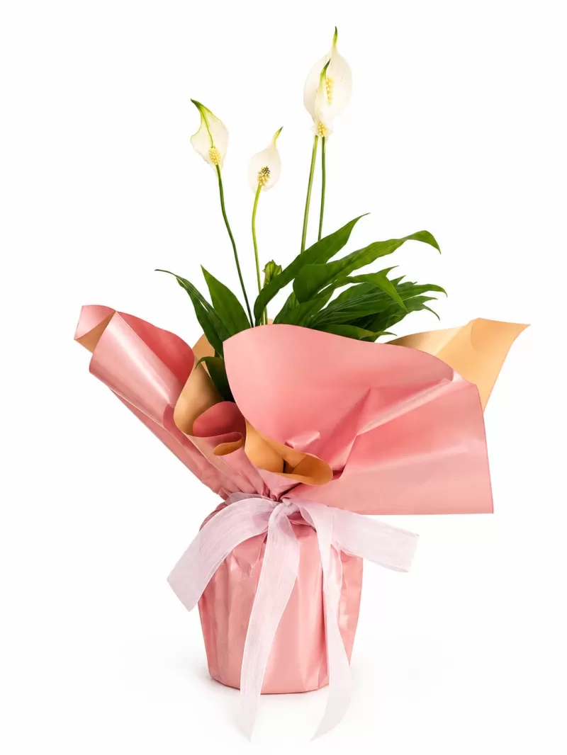 Pembe Hediye Paketli Barış Çiçeği