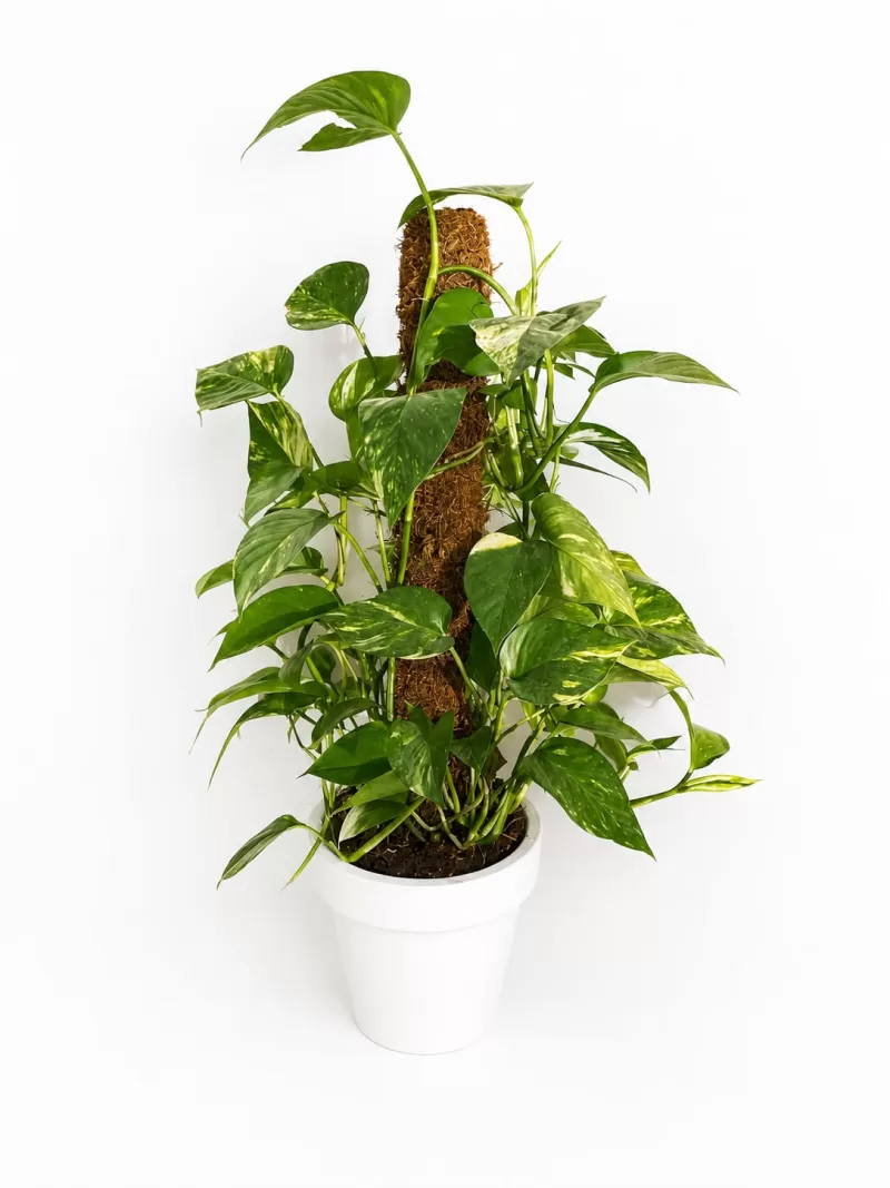 Destek Çubuklu Salon Sarmaşığı (Pothos) – Dekoratif İç Mekan Bitkisi