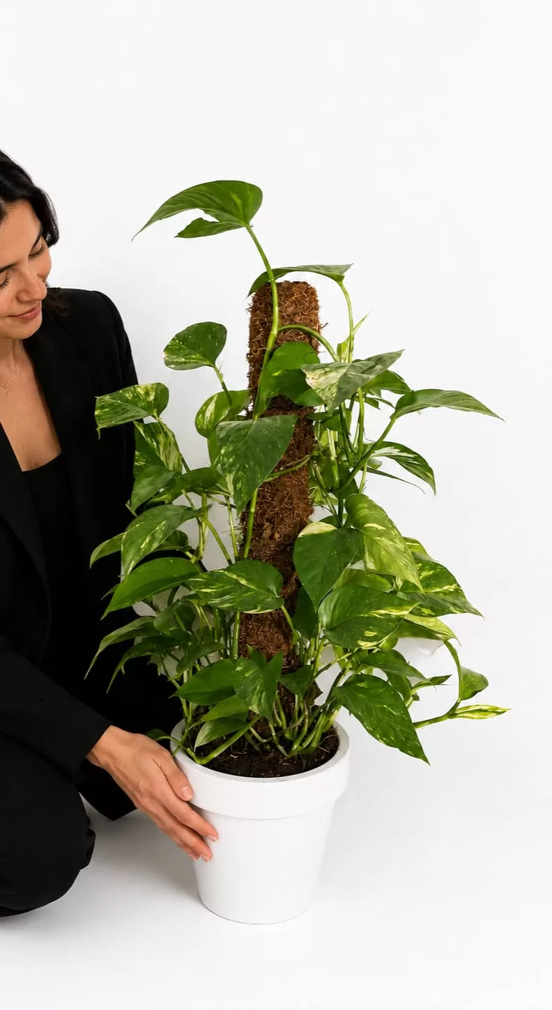 Destek Çubuklu Salon Sarmaşığı (Pothos) – Dekoratif İç Mekan Bitkisi