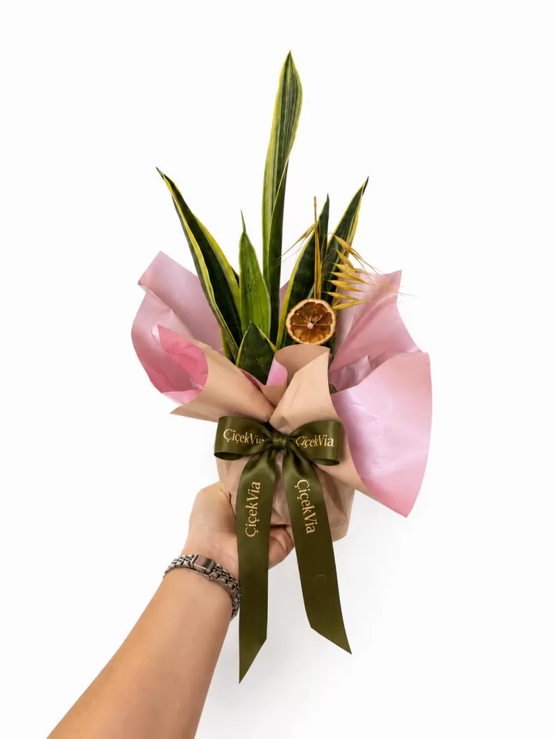 Paşa Kılıcı (Sansevieria) Dekoratif Hediye Bitkisi