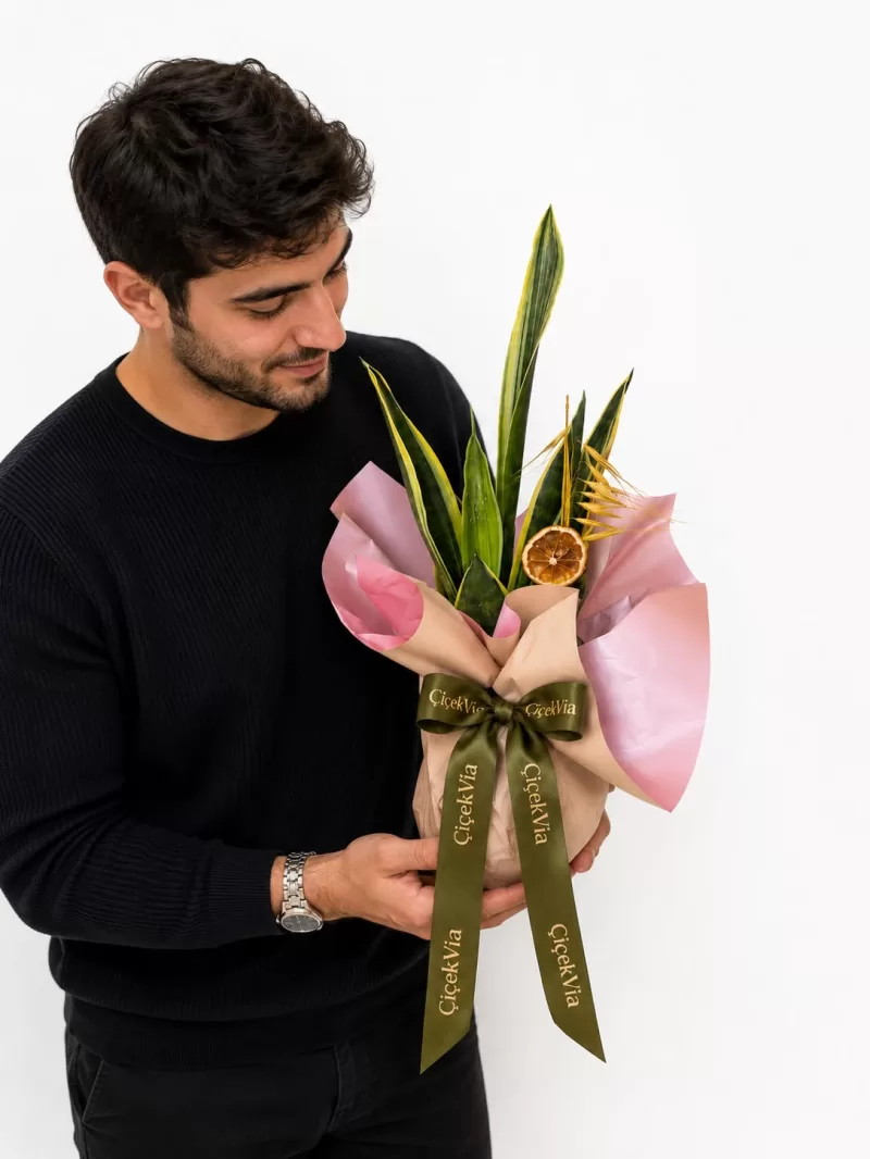 Paşa Kılıcı (Sansevieria) Dekoratif Hediye Bitkisi