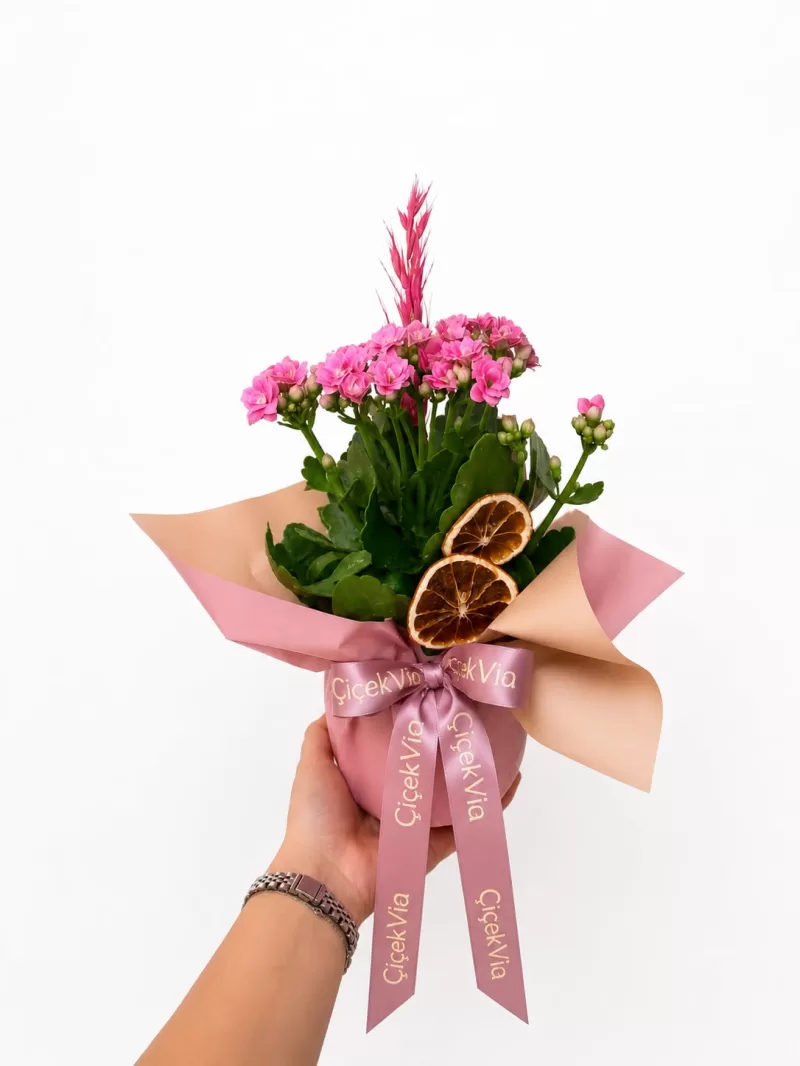 Pembe Kalanşo (Kalanchoe) Tasarım Saksı Çiçeği