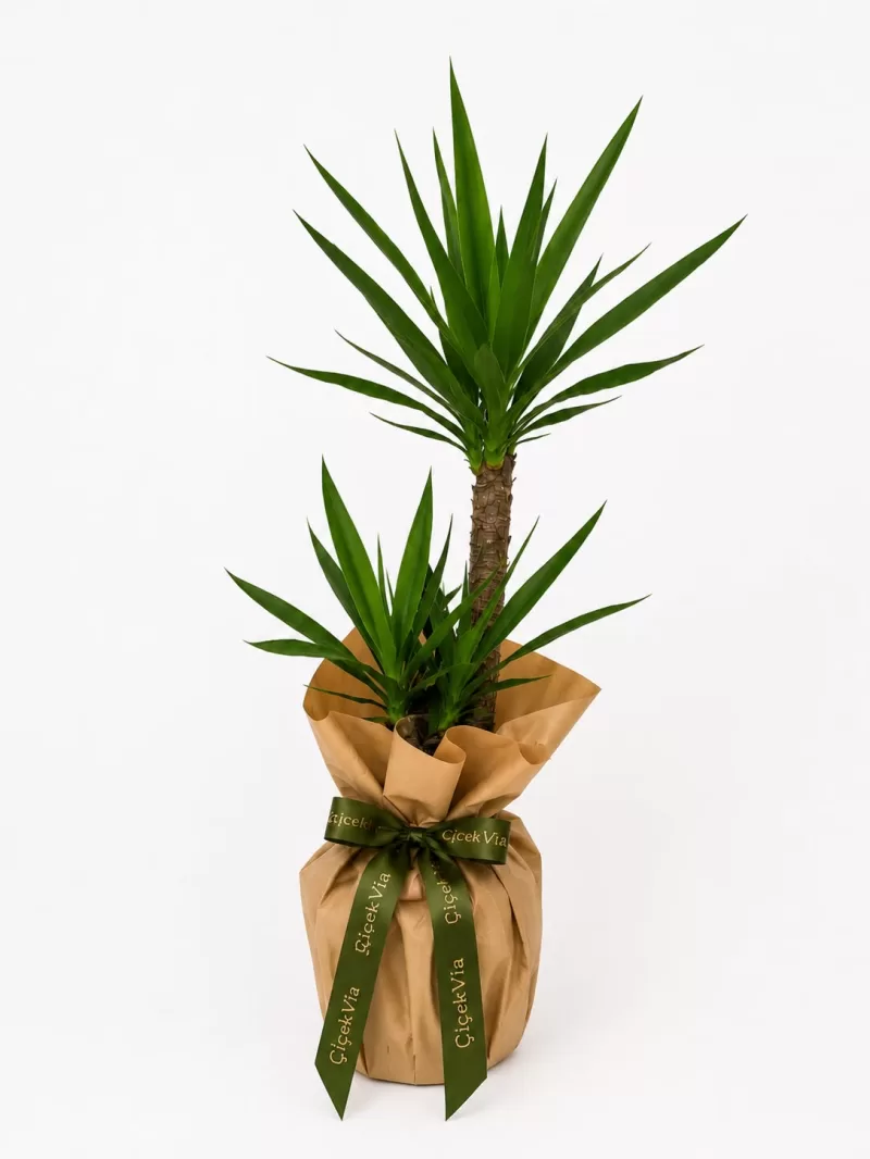 2 Gövdeli Yucca (Yuka) Bitkisi – Dekoratif Salon Bitkisi