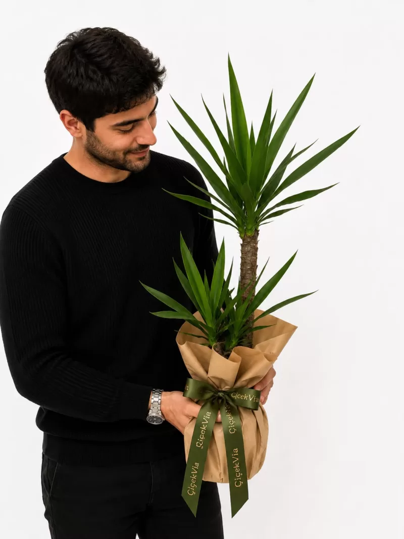 2 Gövdeli Yucca (Yuka) Bitkisi – Dekoratif Salon Bitkisi
