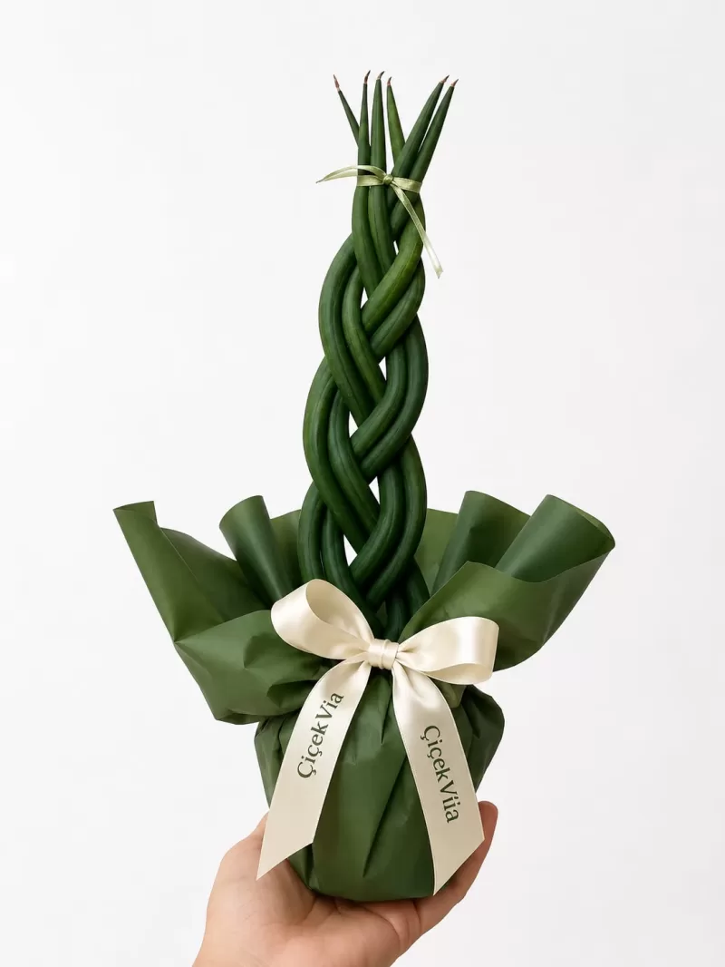 Örgülü Sansevieria (Paşa Kılıcı) – Dekoratif Tasarım Bitki