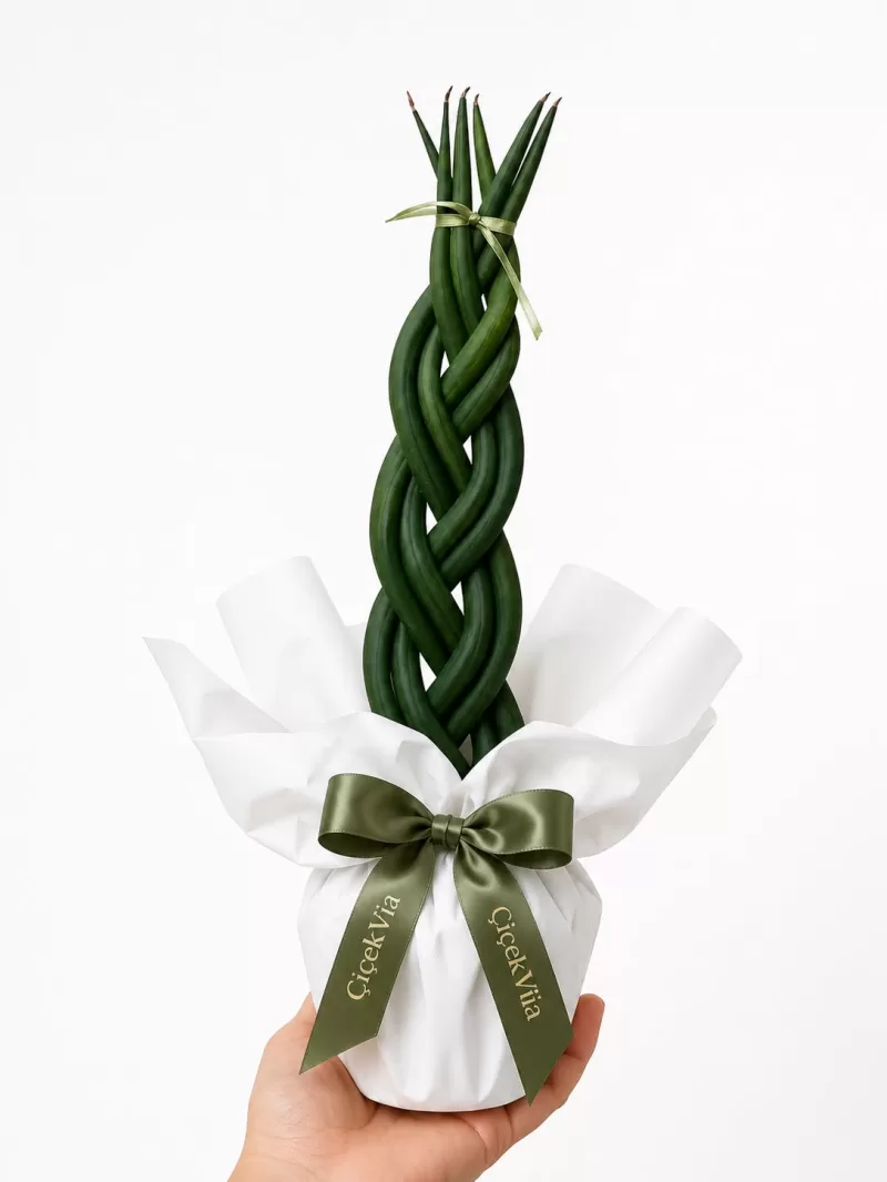 Örgülü Sansevieria (Paşa Kılıcı) – Dekoratif Tasarım Bitki
