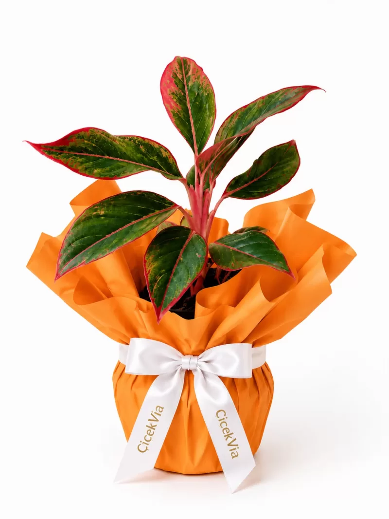 Turuncu Hediye Paketli Aglaonema Pink Dekoratif Pembe Yapraklı Salon Bitkisi