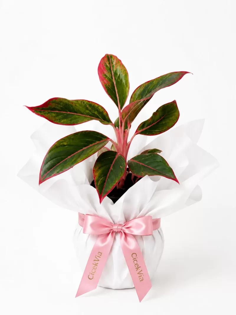 Beyaz Hediye Paketli Aglaonema Pink Pembe Detaylı Dekoratif Salon Bitkisi