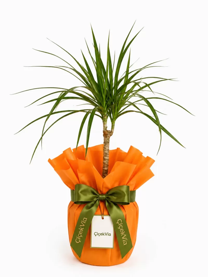 Dracaena Marginata (Turuncu Ambalajlı Dekoratif Salon Bitkisi)