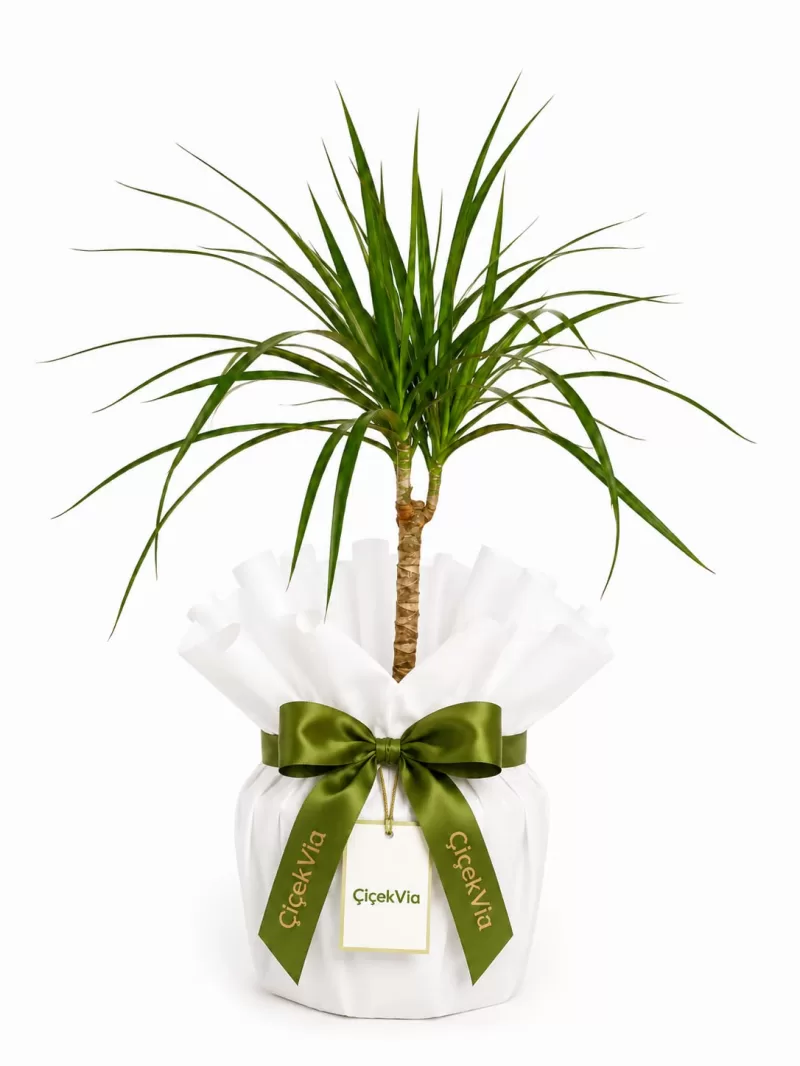 Dracaena Marginata (Beyaz Ambalajlı Dekoratif Salon Bitkisi)