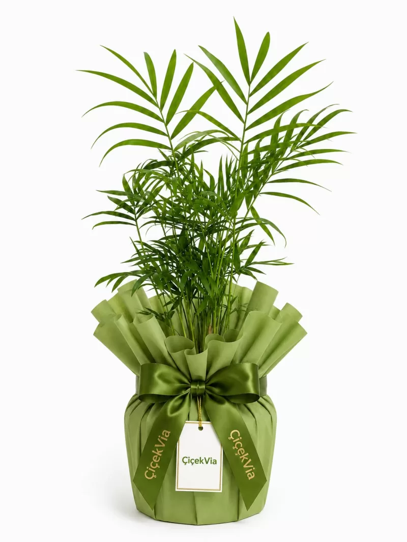 Yeşil Paketli Mini Areka Palmiyesi (Dekoratif Salon Bitkisi)