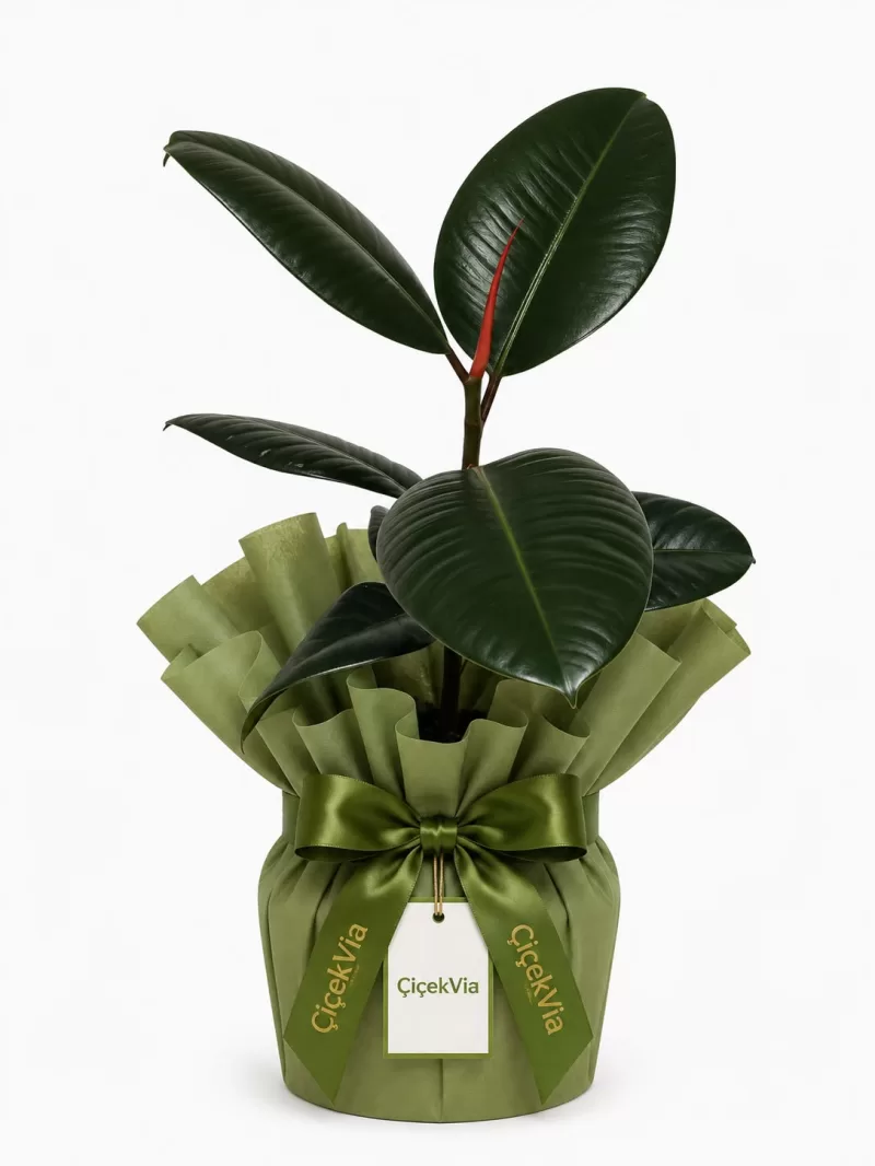 Yeşil Paketli Kauçuk Bitkisi (Ficus Elastica) – Şık Salon Bitkisi