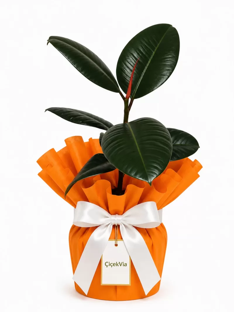 Turuncu Paketli Kauçuk Bitkisi (Ficus Elastica) – Modern Salon Bitkisi