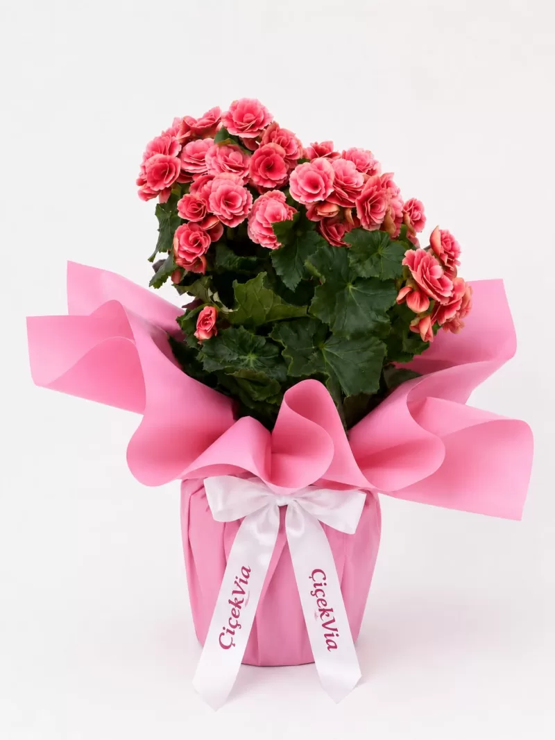 Pembe Paketli Pembe Begonya Çiçeği