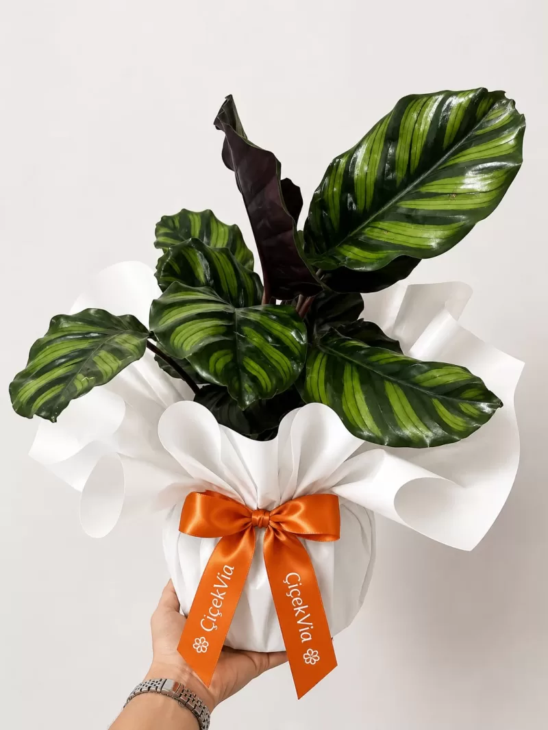 Turuncu Paketli Calathea Makoyana (Dua Çiçeği)