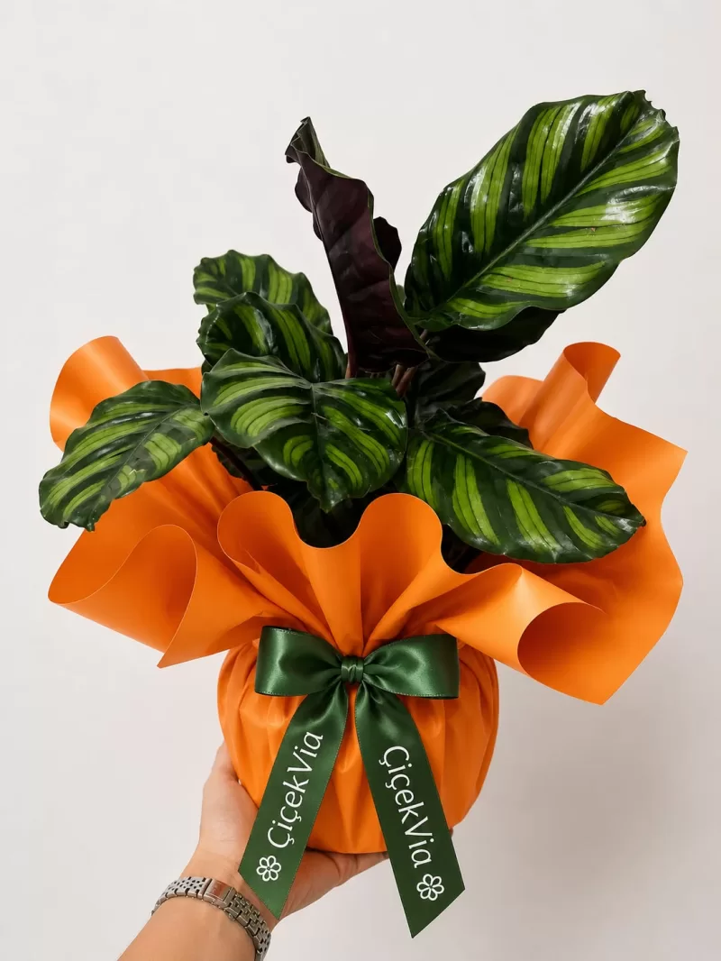 Turuncu Paketli Calathea Makoyana (Dua Çiçeği)