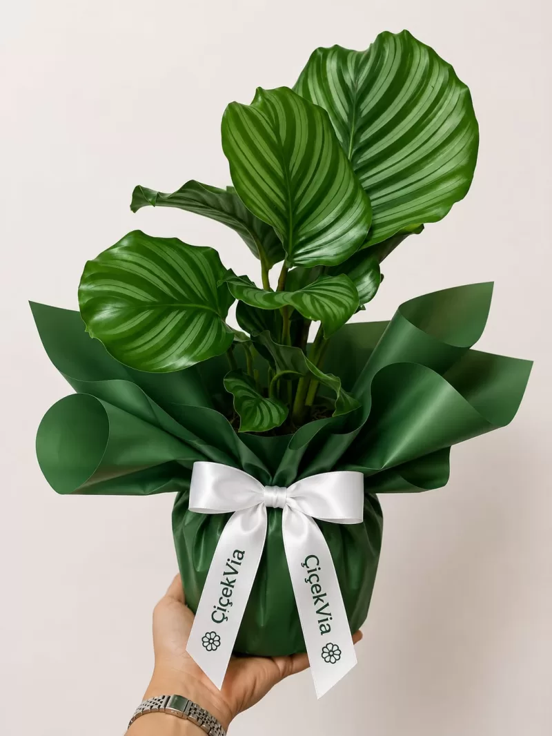Calathea Orbifolia Dua Bitkisi (Premium Yeşil Ambalajlı Şık Salon Bitkisi)