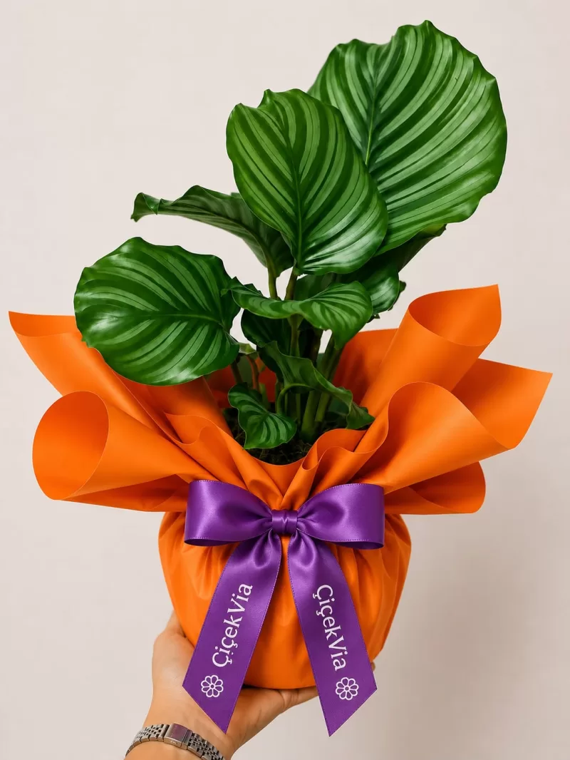 Calathea Orbifolia Dua Bitkisi – Turuncu & Mor Tasarımlı Premium Saksı Bitkisi