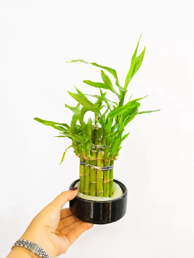 Şans Bambusu (Lucky Bamboo) – Siyah Seramik Saksıda Dekoratif Masa Üstü Bitkisi