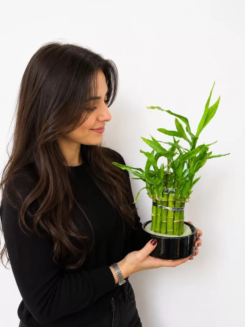 Şans Bambusu (Lucky Bamboo) – Siyah Seramik Saksıda Dekoratif Masa Üstü Bitkisi