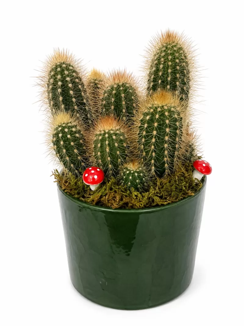 Parodia Leninghausii (Altın Kule Kaktüsü) Aranjmanı