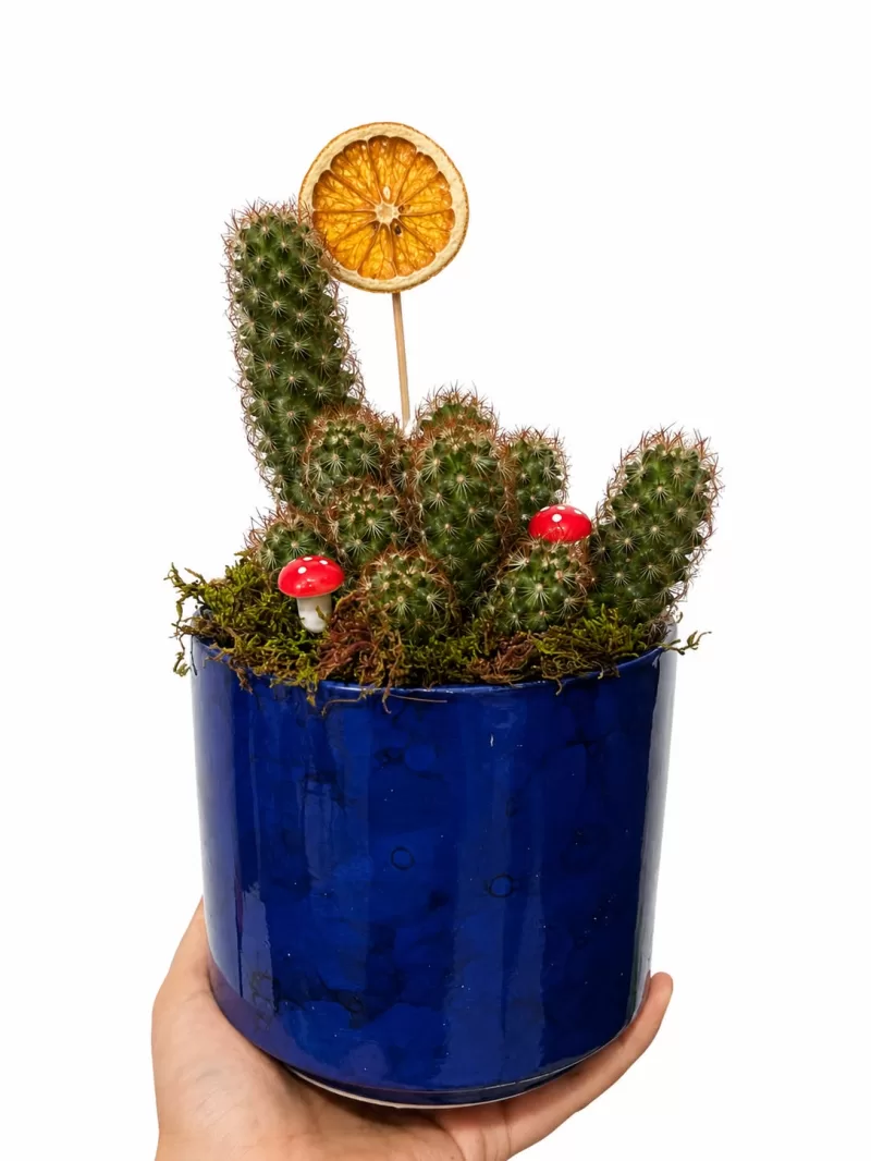 Mammillaria Kaktüs Aranjmanı