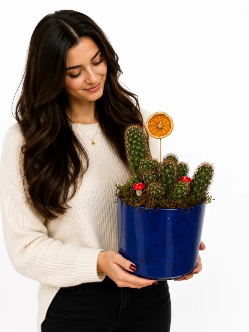 Mammillaria Kaktüs Aranjmanı