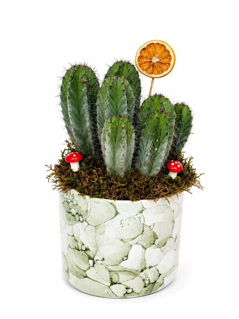 Myrtillocactus Geometrizans Kaktüs Aranjmanı