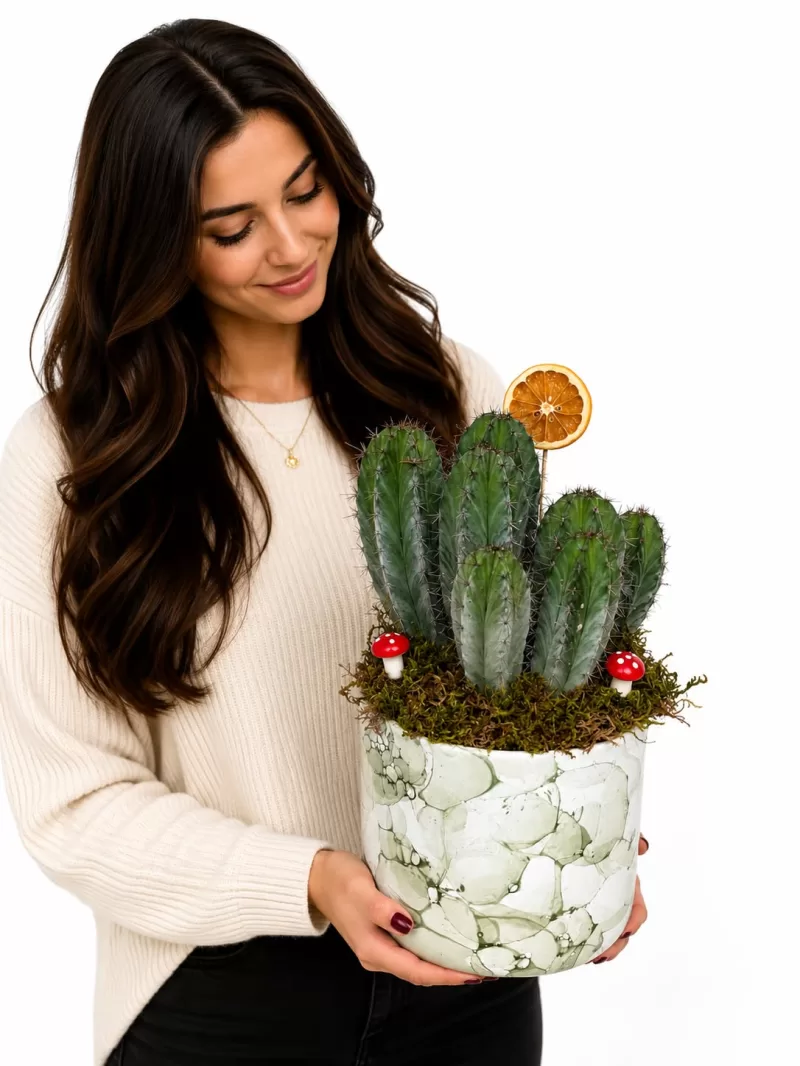Myrtillocactus Geometrizans Kaktüs Aranjmanı