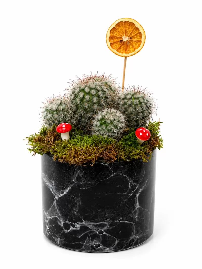 Mammillaria Elongata Kaktüs Aranjmanı