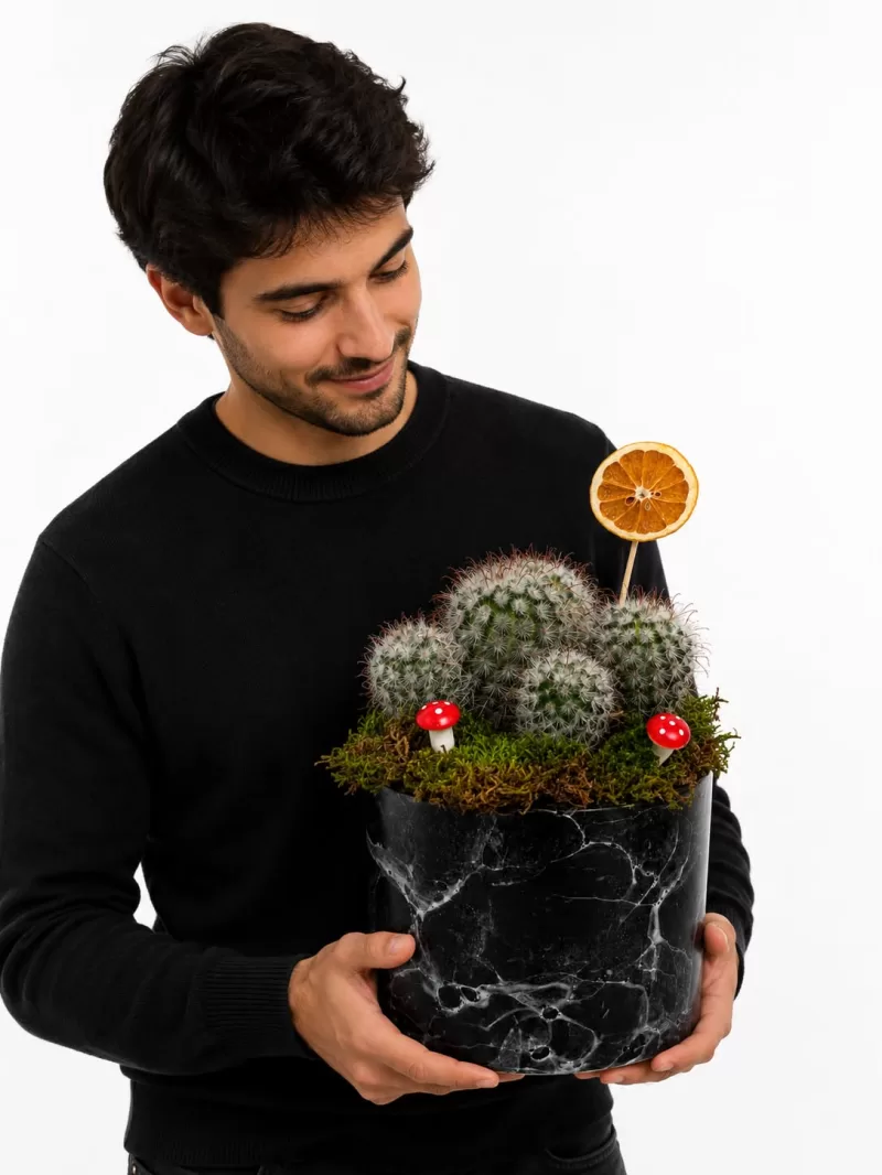 Mammillaria Elongata Kaktüs Aranjmanı