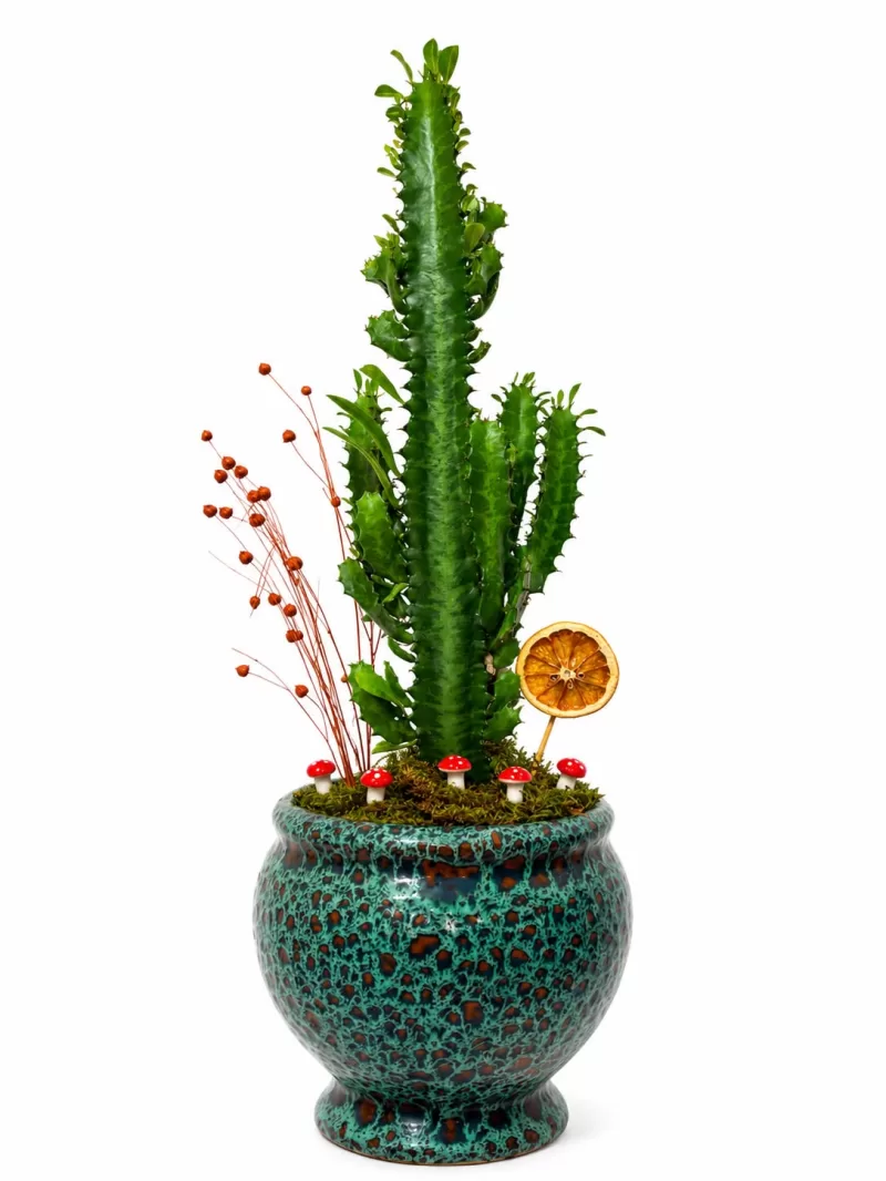 Euphorbia Trigona Kaktüs Aranjmanı