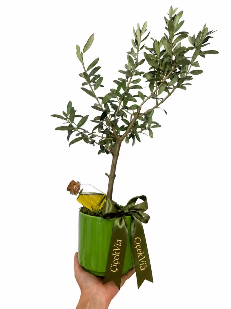Zeytin Ağacı Bonsai – Dekoratif Saksıda Zeytin Ağacı