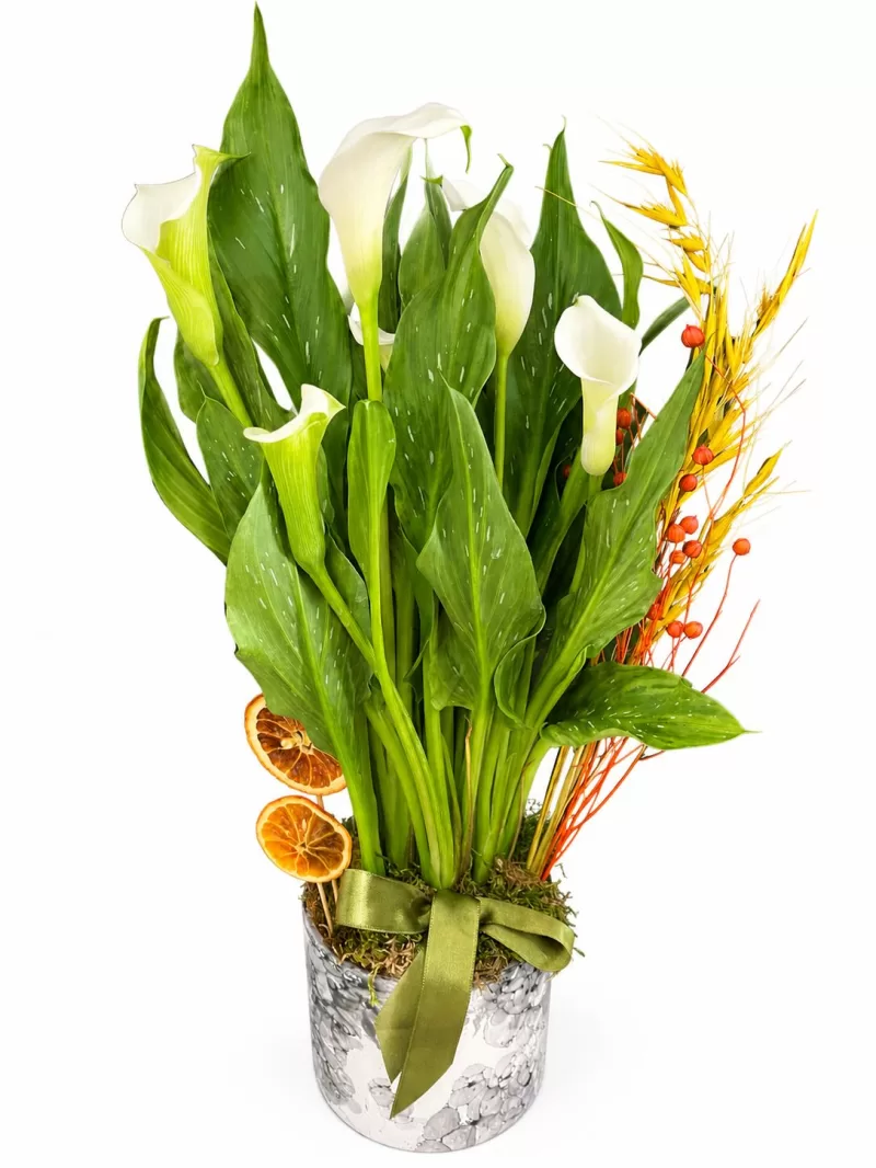 Premium Beyaz Gala (Calla Lily) Aranjmanı