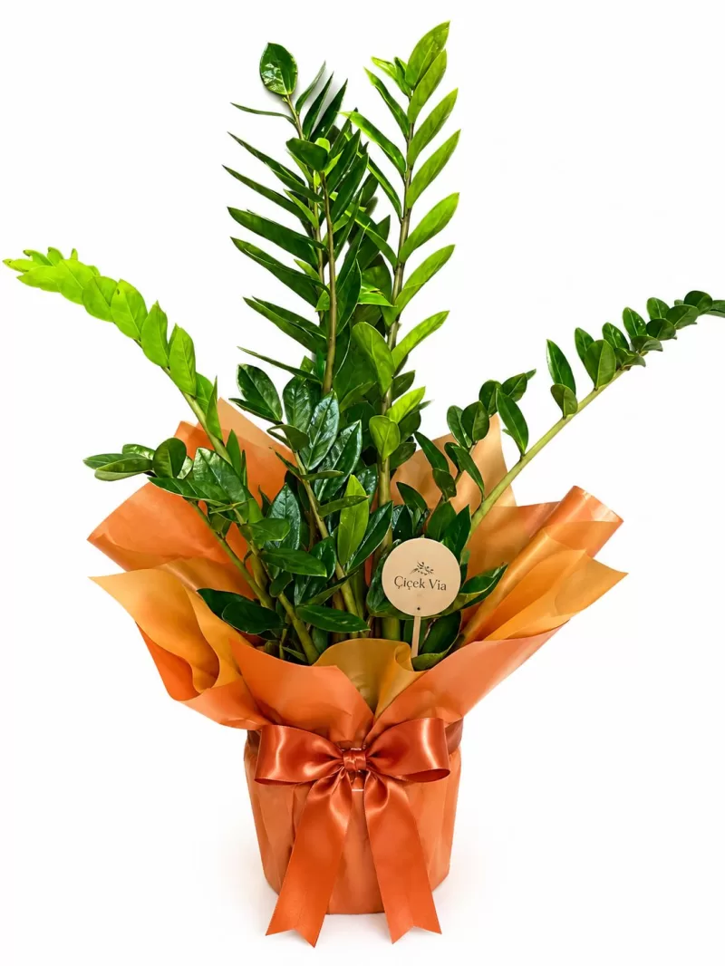 Zamioculcas (Zamia) Bitkisi Large