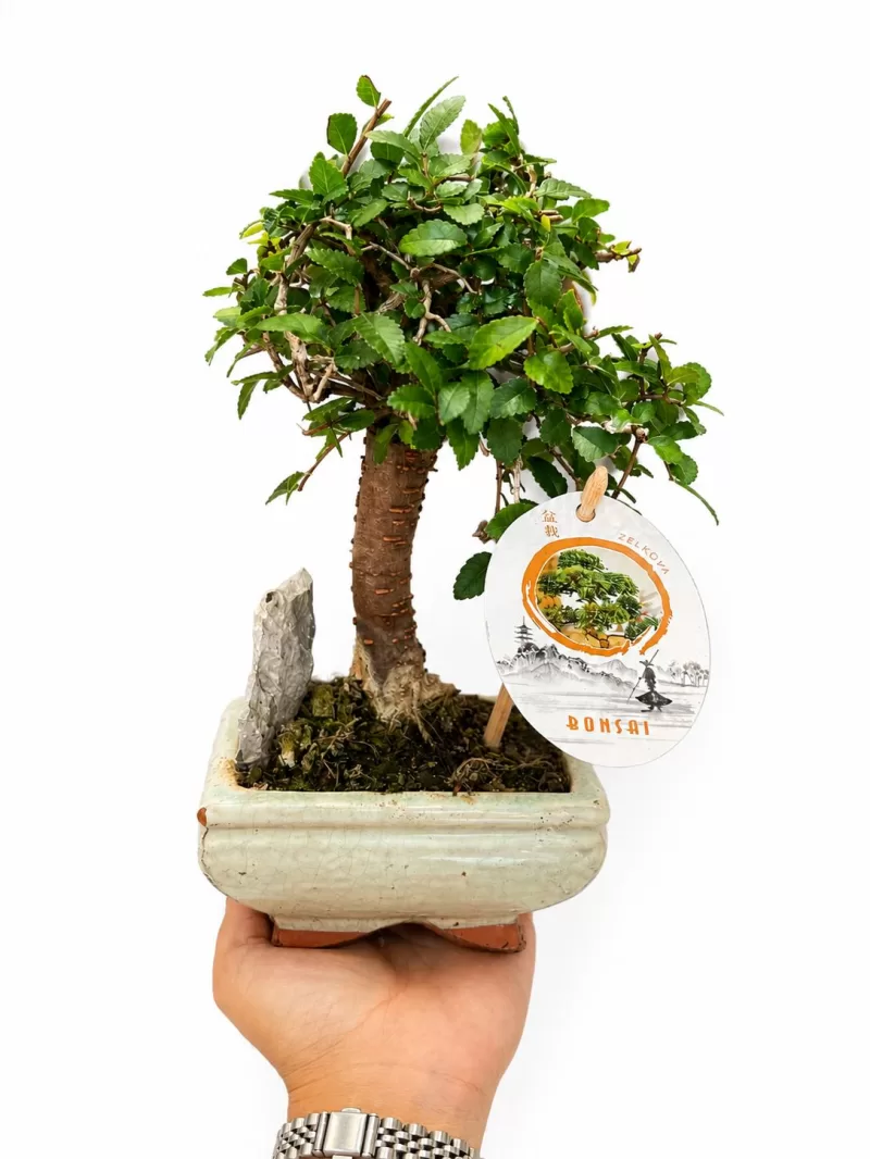 Zelkova Bonsai – Zarif Bonsai Ağacı
