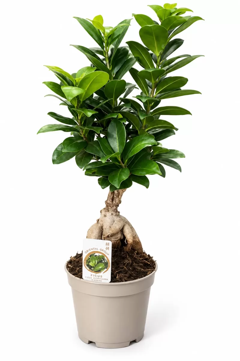 Ficus Ginseng Bonsai – Dekoratif İç Mekân Bitkisi