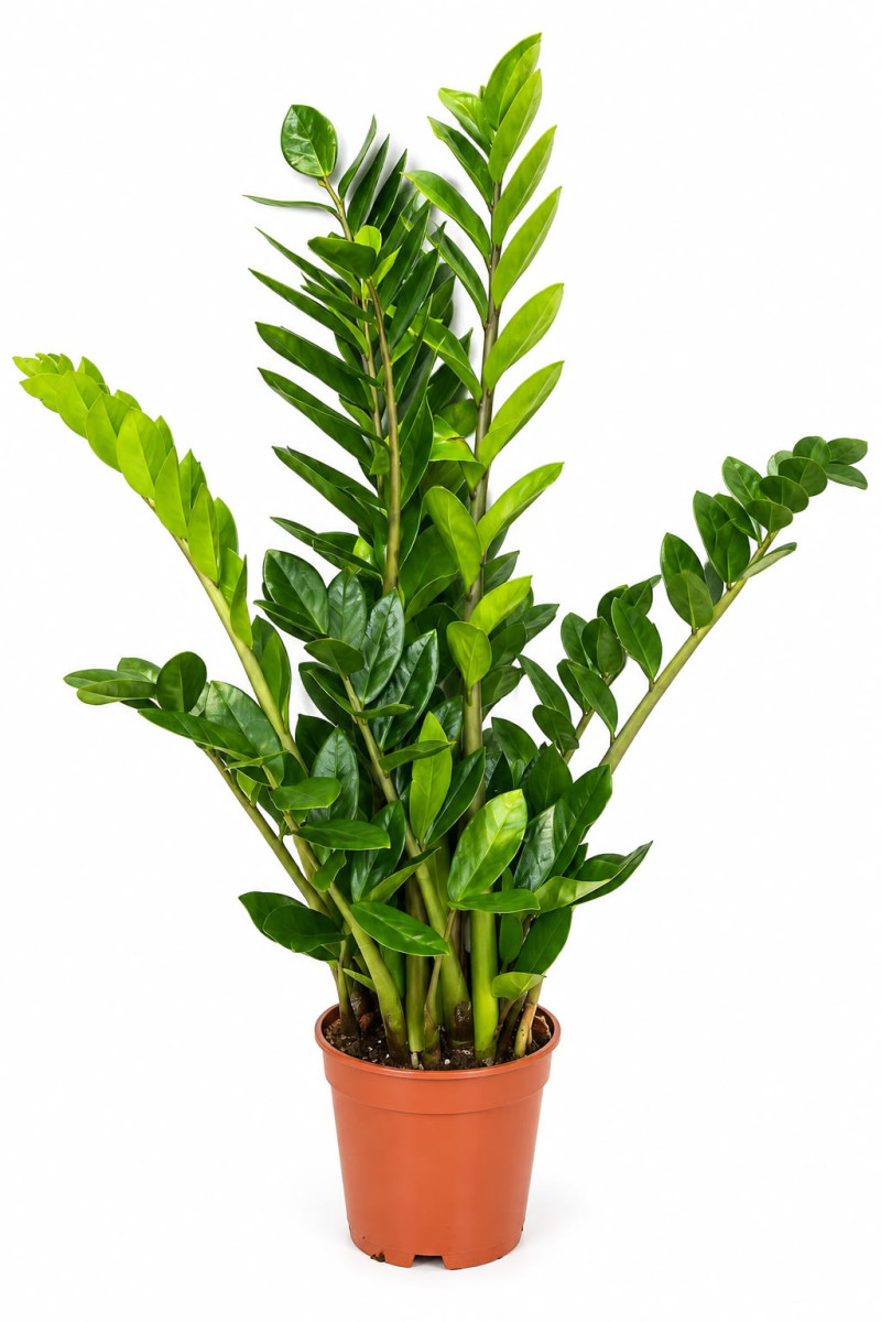 Zamioculcas Zamiifolia (90cm ZZ Bitkisi) – Dekoratif Salon Bitkisi