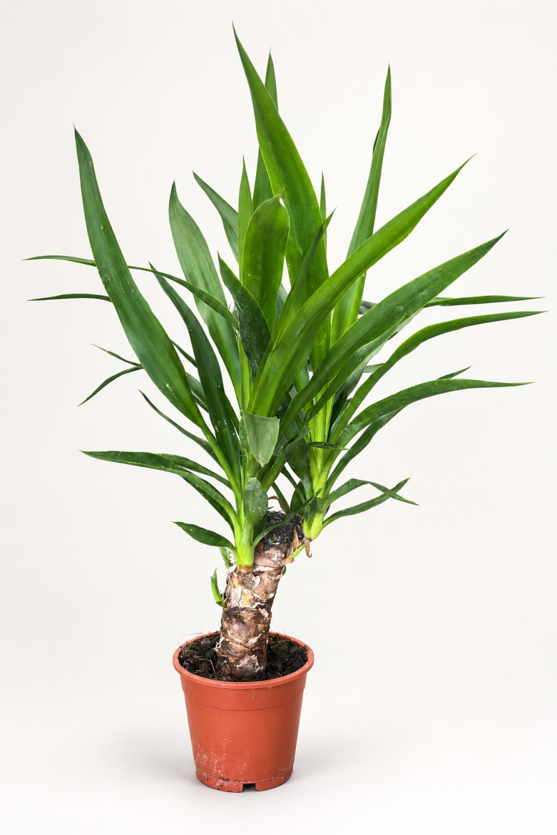 Tek Gövdeli Yuka Bitkisi (Yucca) – Dekoratif Salon Bitkisi
