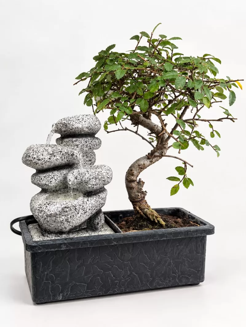 Şelaleli Saksıda Bonsai – Canlı Dekoratif Bonsai Bitkisi