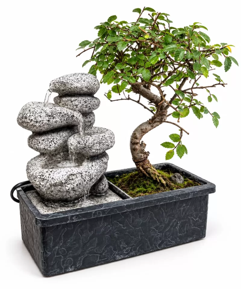 Şelaleli Saksıda Bonsai – Canlı Dekoratif Bonsai Bitkisi