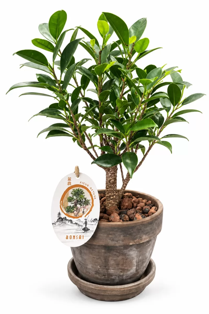 Bonsai