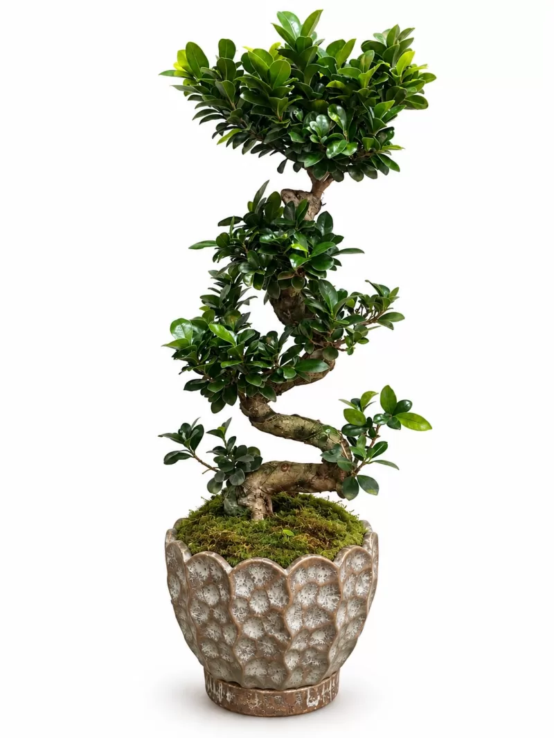 Dekoratif Seramik Saksıda Premium S Bonsai 85 Cm